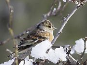 雪の中の小鳥たち