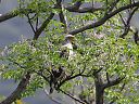 石垣島の鳥たち