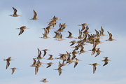 オグロシギとエリマキシギの群飛の画像