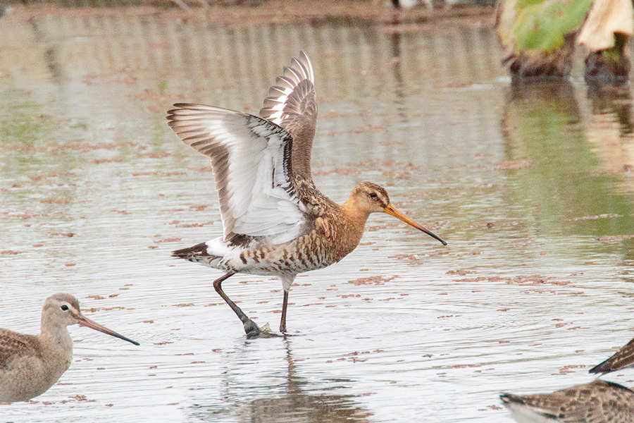 オグロシギの画像
