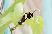 ジャコウアゲハの幼虫の画像