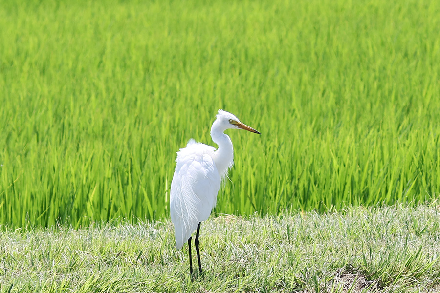 チュウサギ