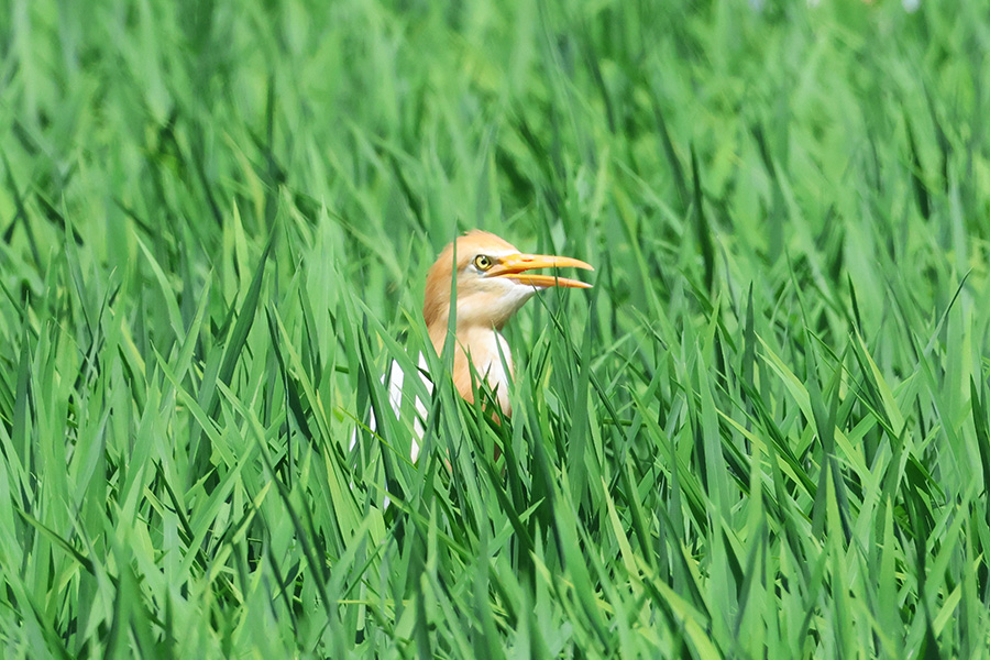 アマサギ