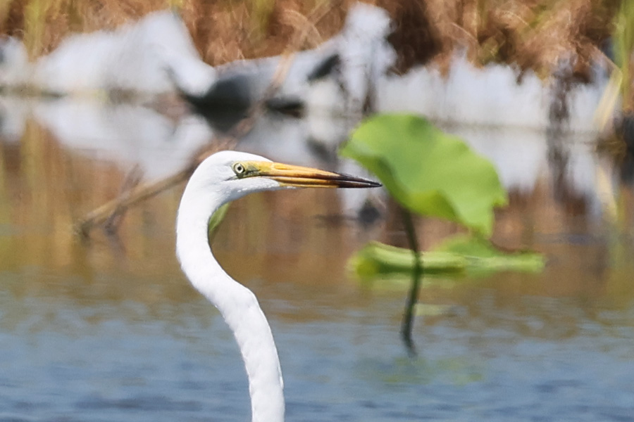 チュウサギ