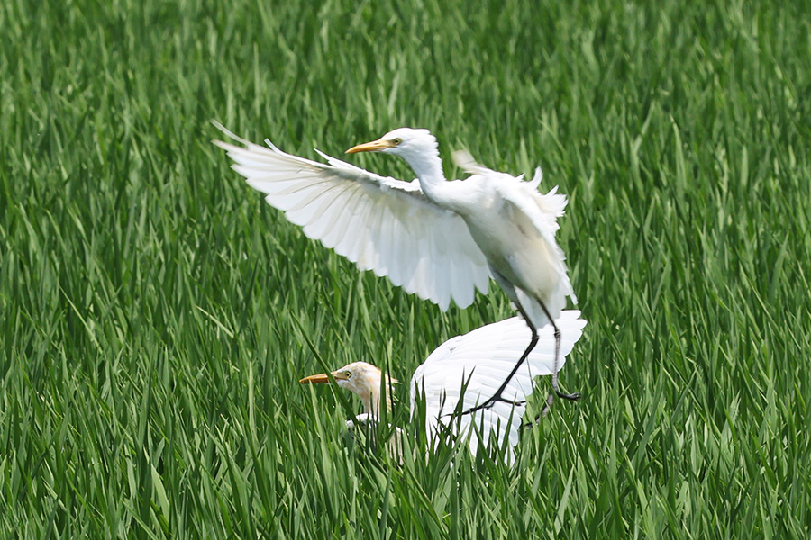 アマサギ